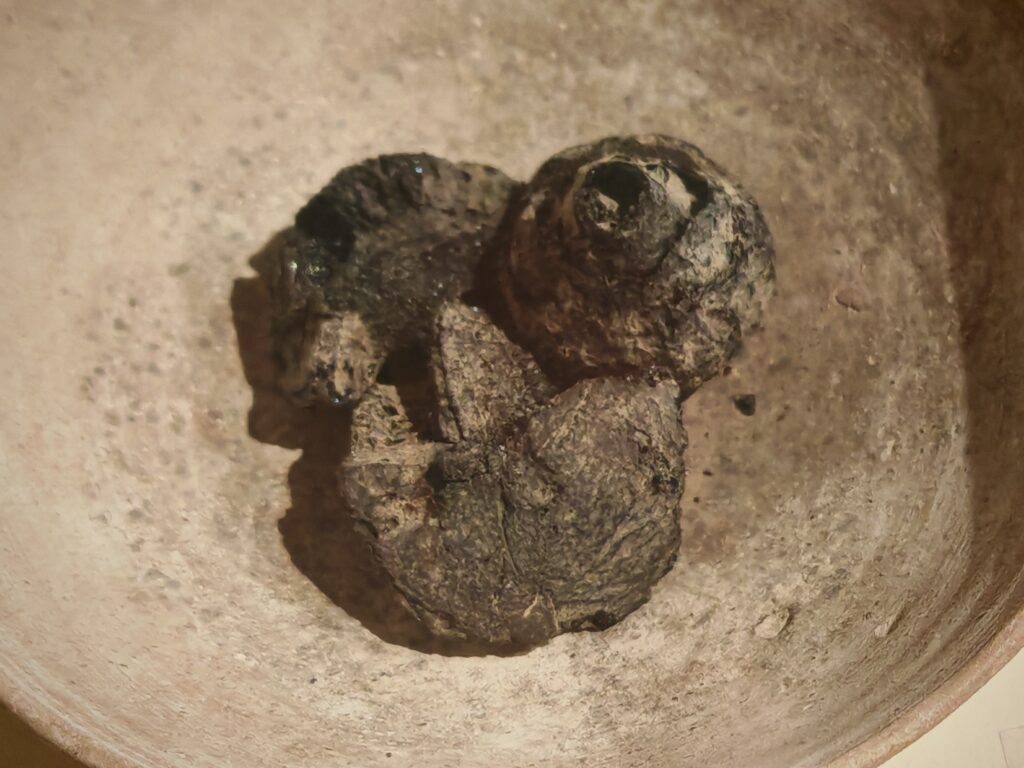 1000332137-1024x768 Il cibo degli antichi Ercolanensi in mostra