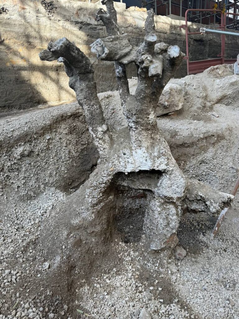 Calco-albero-768x1024 Oplontis, nuovi scavi